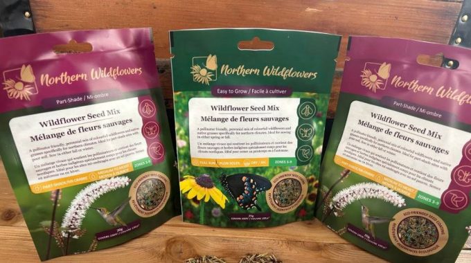 Northern_wildflowers_flowers